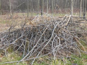 Brush pile on the edge of the woods