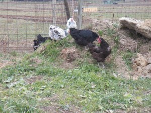 Hens enjoying their freedom