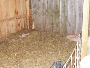 17 babies all fast asleep