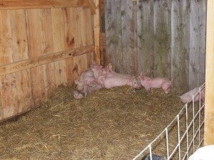 Little pigs springing from their beds