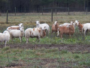 Hey, did you hear a storm is coming?