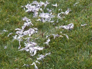 Only Feathers Remain