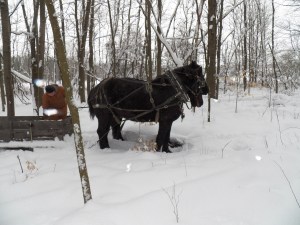 Helping Jake get a load of wood