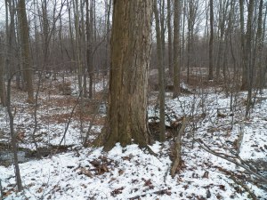 Sugar maple waiting on Spring