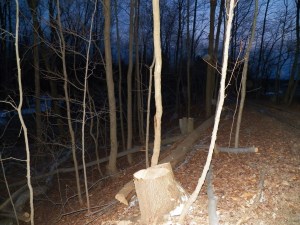 Young Sugar Maples with their competition removed