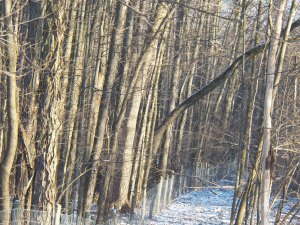 Elm tree poised to fall on my fence