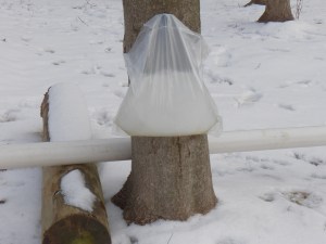 Bag full of frozen sap