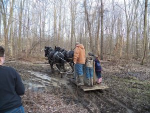 Knight and Hoss pulling the maple sap sled