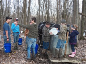 Lots of help gathering sap