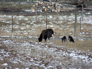Little black ewe and her lambs