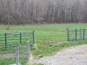 Speltz field on the grow!