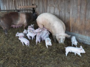 Two families... getting to know each other