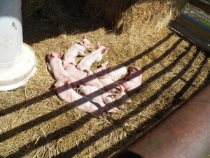 Resting after a day of playing