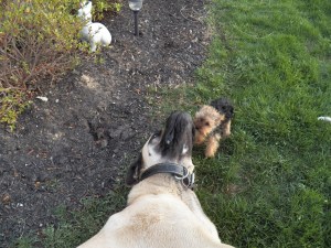American Mastiff meets Tea Cup Yorkie
