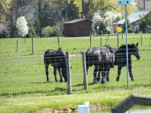 The horses enjoy the first grass of 2013