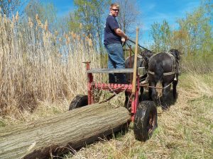 Jake hauling logs with my great team of blacks
