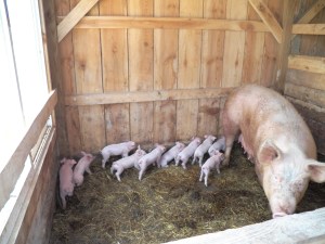 Ten babies and Mommy too