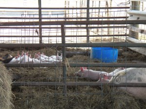 The little ones asleep on Sunday afternoon