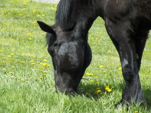 Duke enjoying the fresh grass