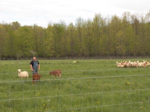 Me and the herding calves