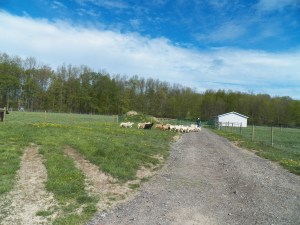 The flock following me