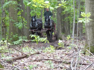 Jake skidding logs with Knight and Hoss