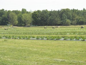 Hay and Pumpkins 2012