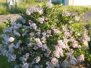 Dwarf lilac in bloom