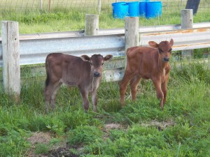 A couple of steer calves looking for dinner