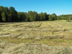 Hay almost ready to bale