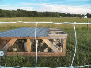 Chickens almost ready to go to freezer camp