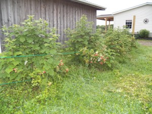 First year plants showing off!