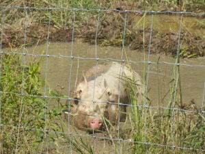 One of the gilts enjoying a summer day!