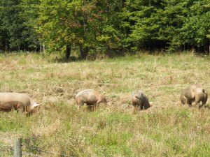 Some of the girls just enjoying a beautiful day