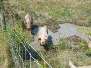 Dale and the girls hanging out at the pool
