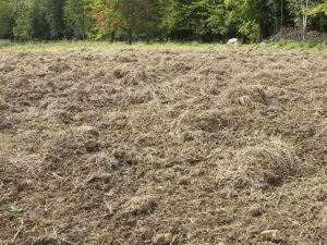 The sows have been plowing while I was busy