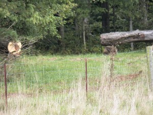 The bee trees situated in a quiet lea for winter