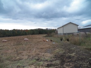 Gathering in the Harvest