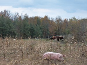 Cows and pigs not such strage bedfellows.
