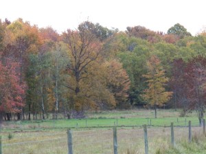 Newly planted fescue, "greens up" against the autumn backdrop
