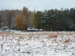 Some things that I love