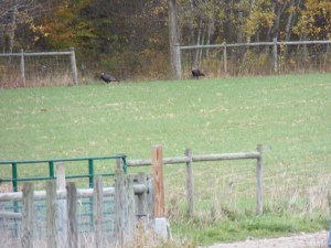 A pair of turkeys waiting for Thanksgiving
