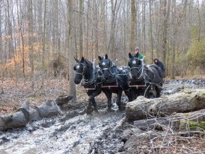 A cord of three is not easily broken