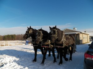 Hoss, Duke and Knight 
