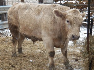 Solomon Murry Gray bull