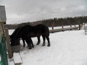 Knight and Duke sipping water