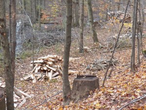 Sugarwood, cut last fall, waiting to be moved to the woodshed