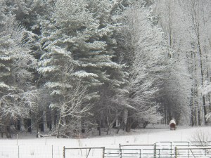 Te bee log, tucked in out of the weather
