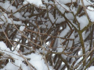 Well, there was a bird here!