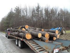 Hauling a load of saw logs for a friend